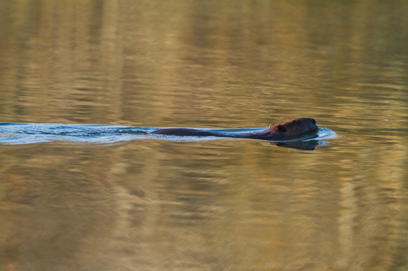 Beaver